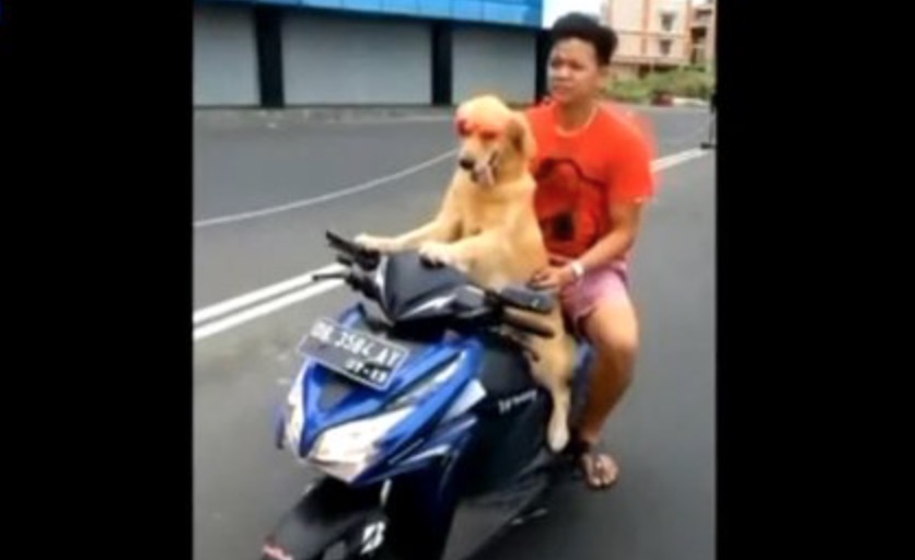 chien_conduit_scooter_indonesie