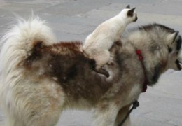 photo_chat_siamois_husky