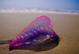 photo_physalia_physalis_petite_galere_portugaise