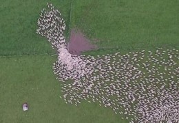 troupeaux_montons_vus_ciel