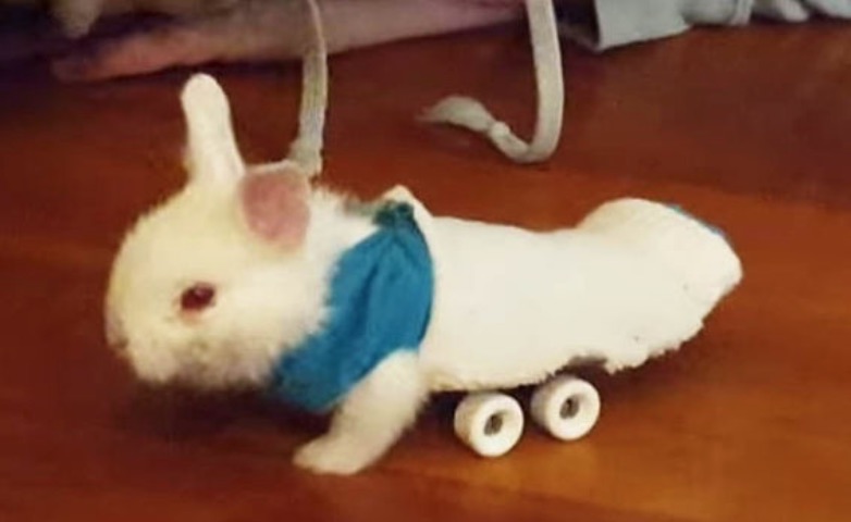 wheelz_lapineau_lapin_paralyse_roller_roulette