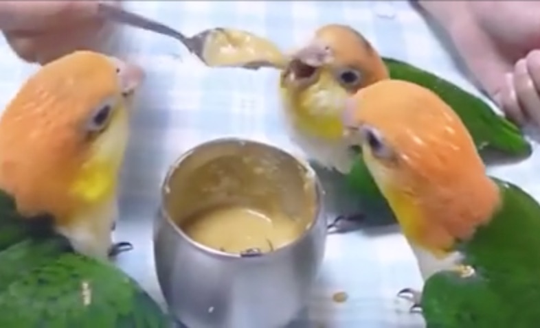 perroquets-repas-petite-cuillere-festin-insolite